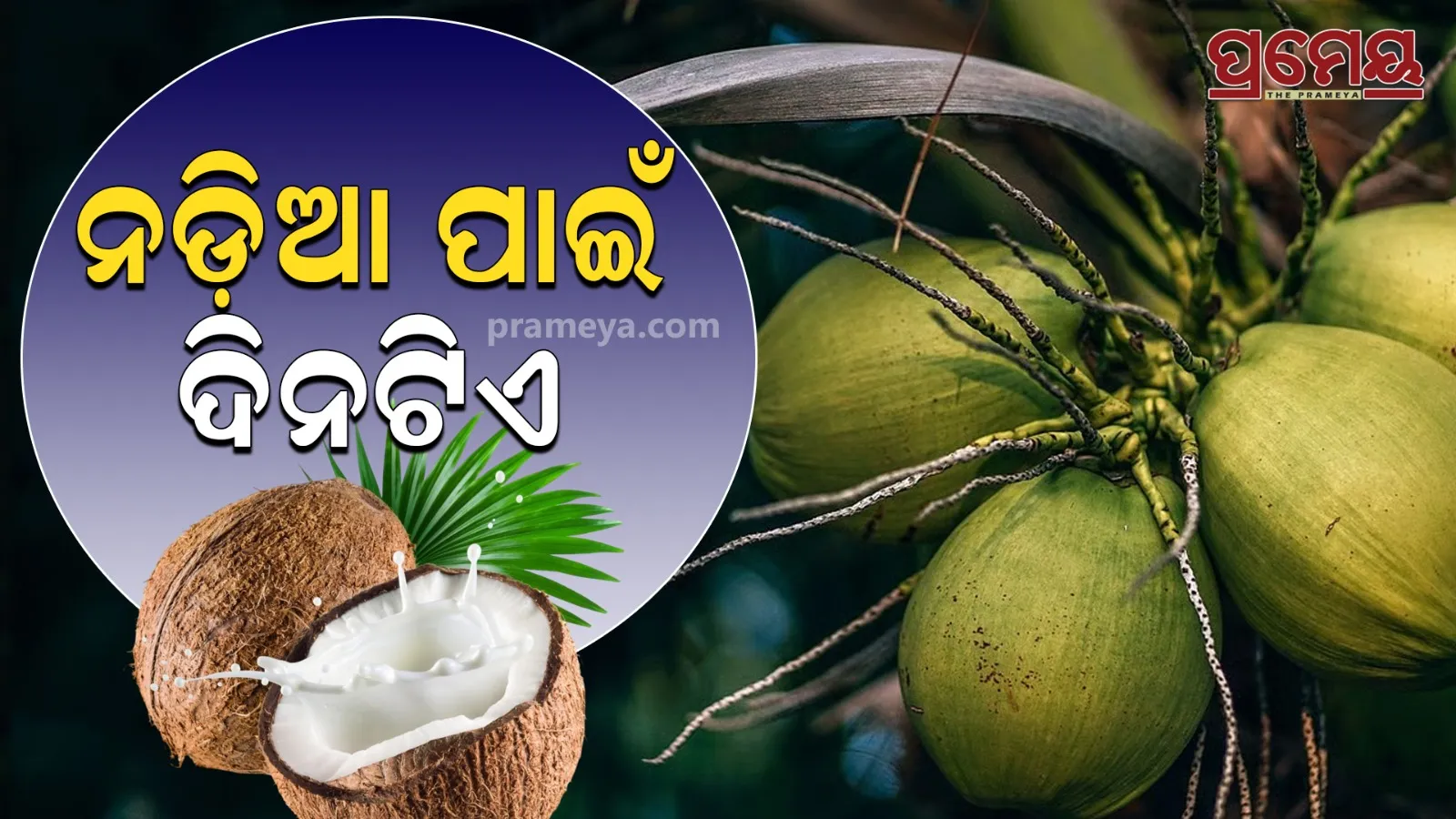 coconut day